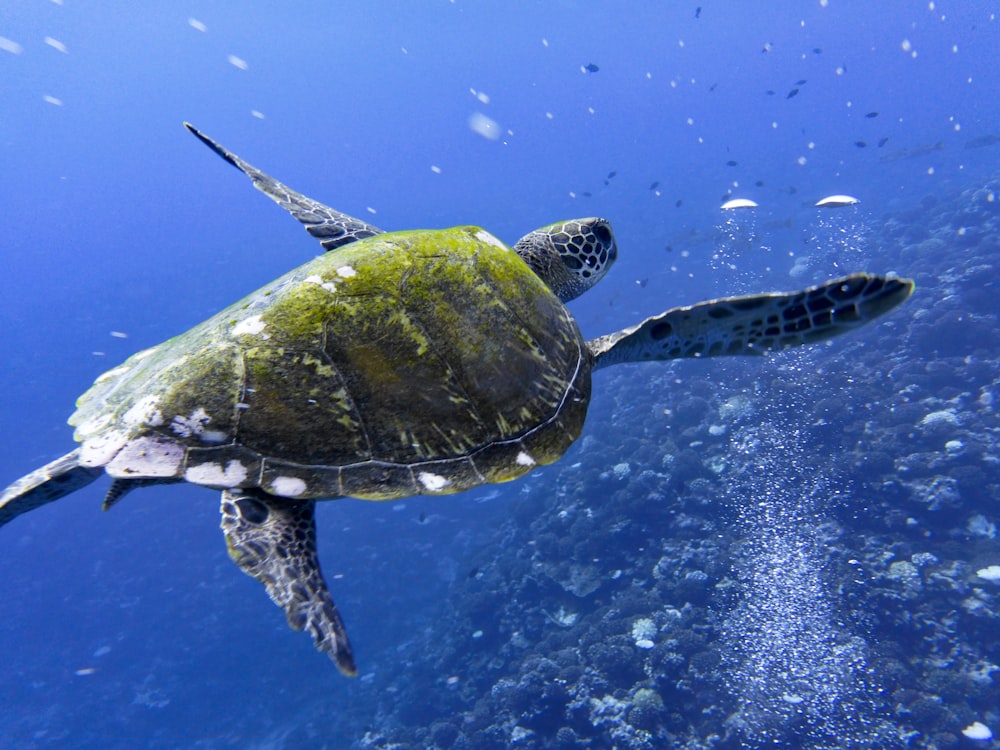 green turtle in water during daytime