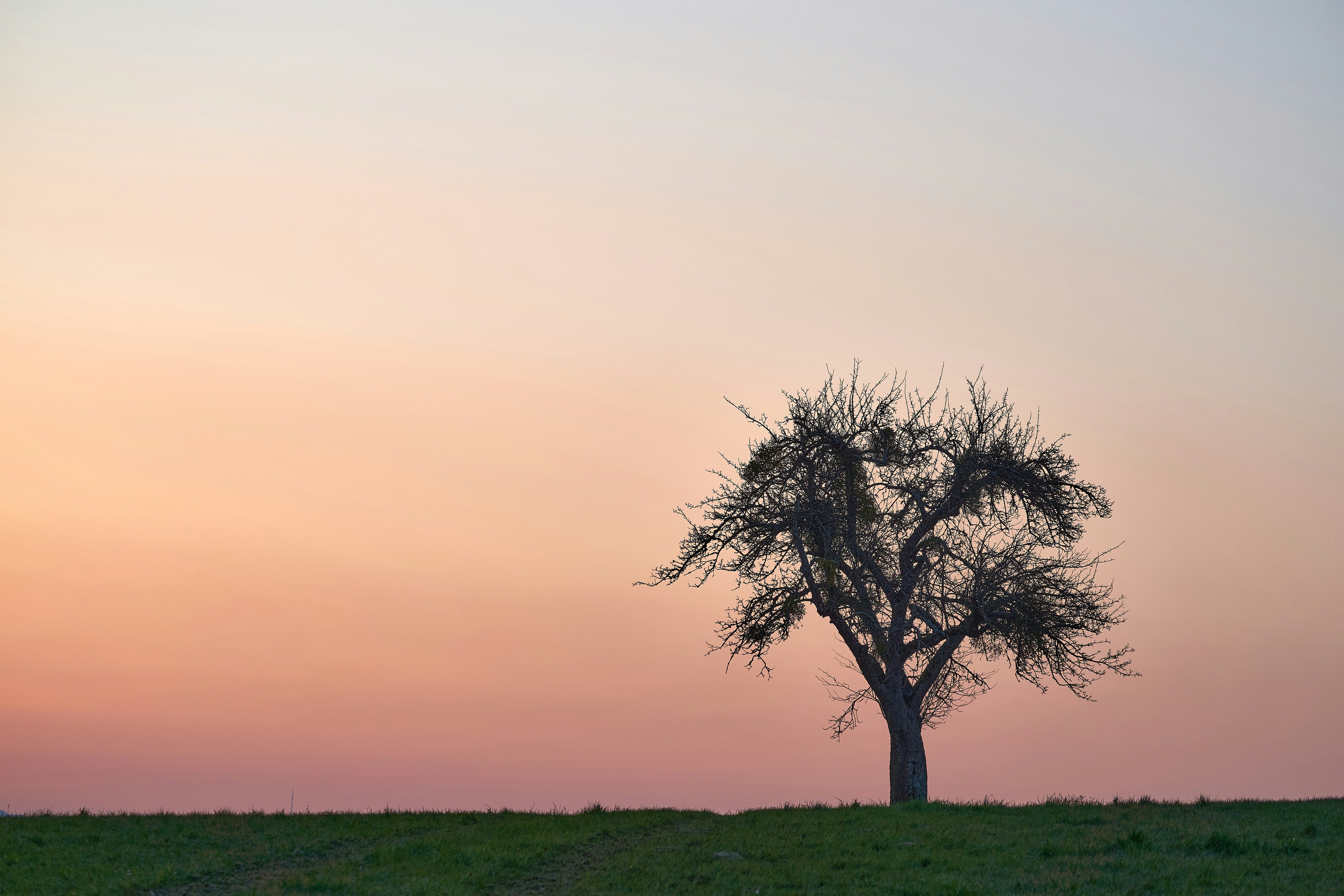 Photo by wolfgang_hasselmann