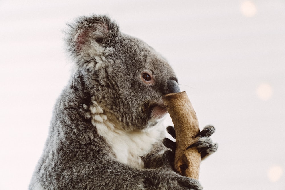 koala bear on brown tree branch