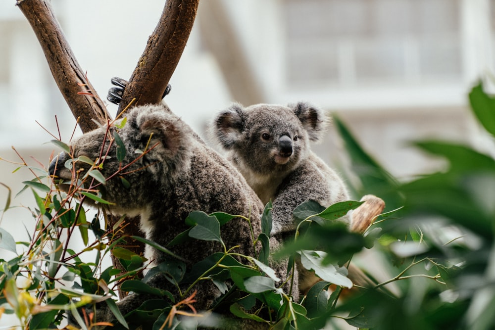 koala bear on brown tree branch during daytime