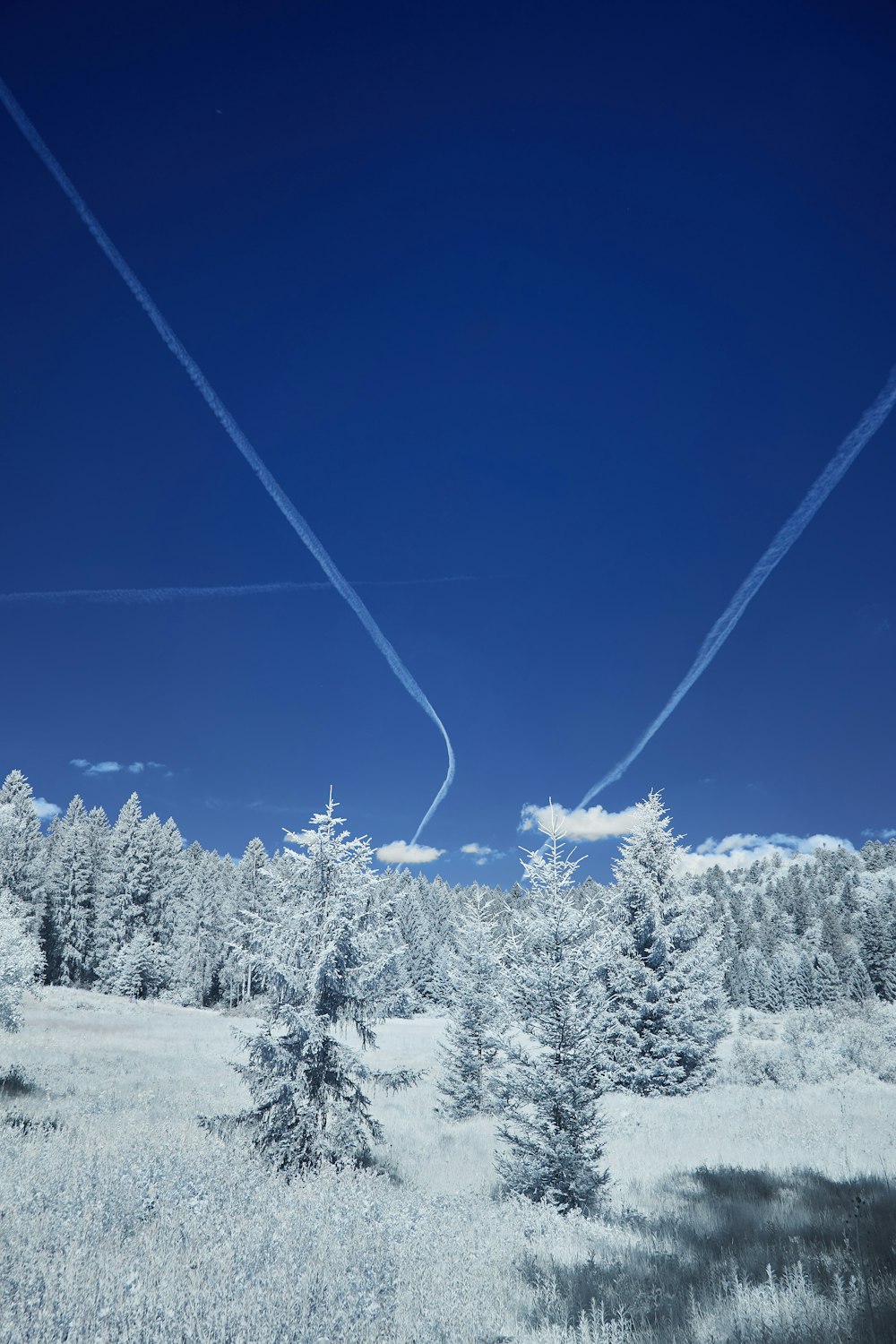 昼間の青空の下、雪に覆われた木々