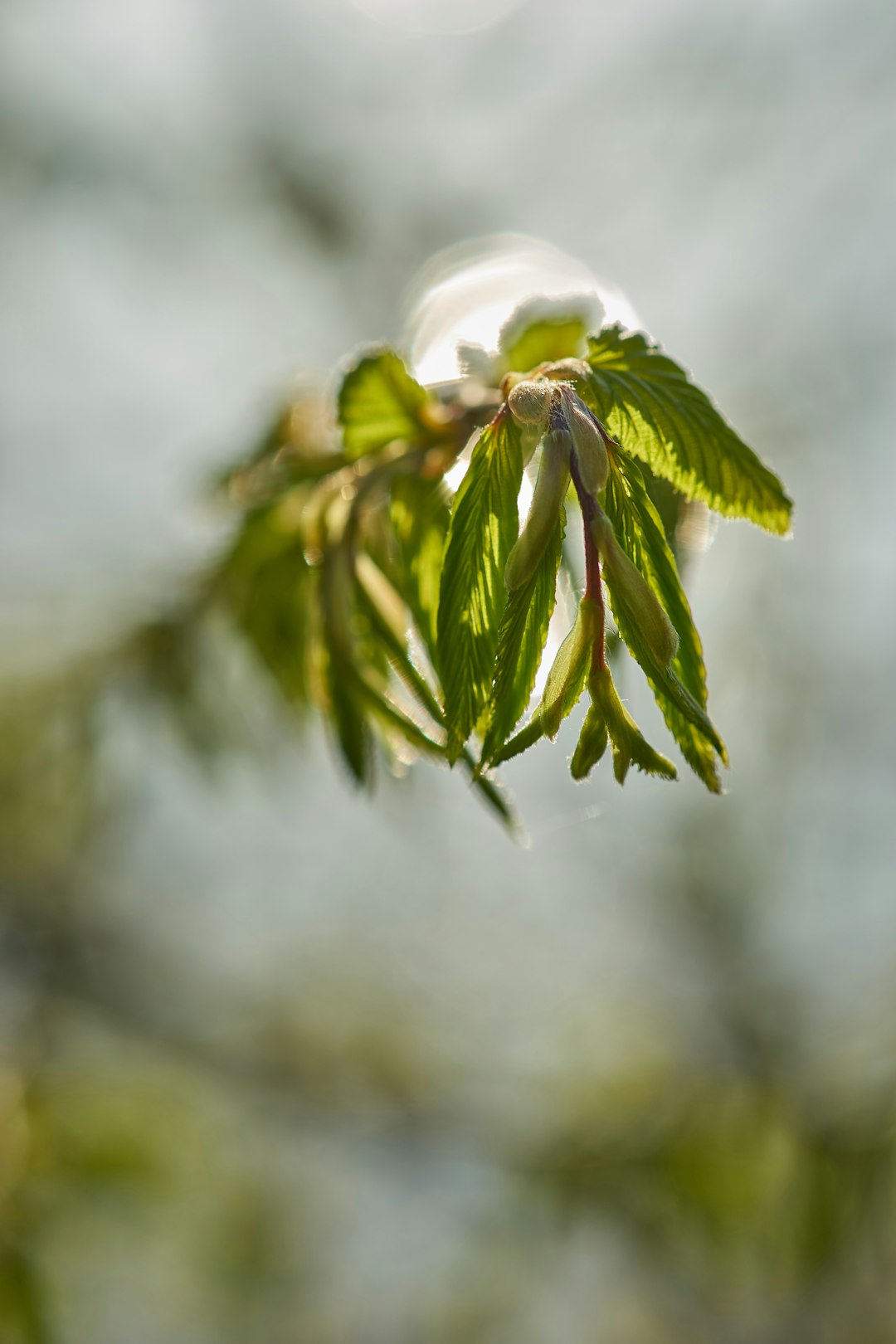 green leaf plant in close up photography