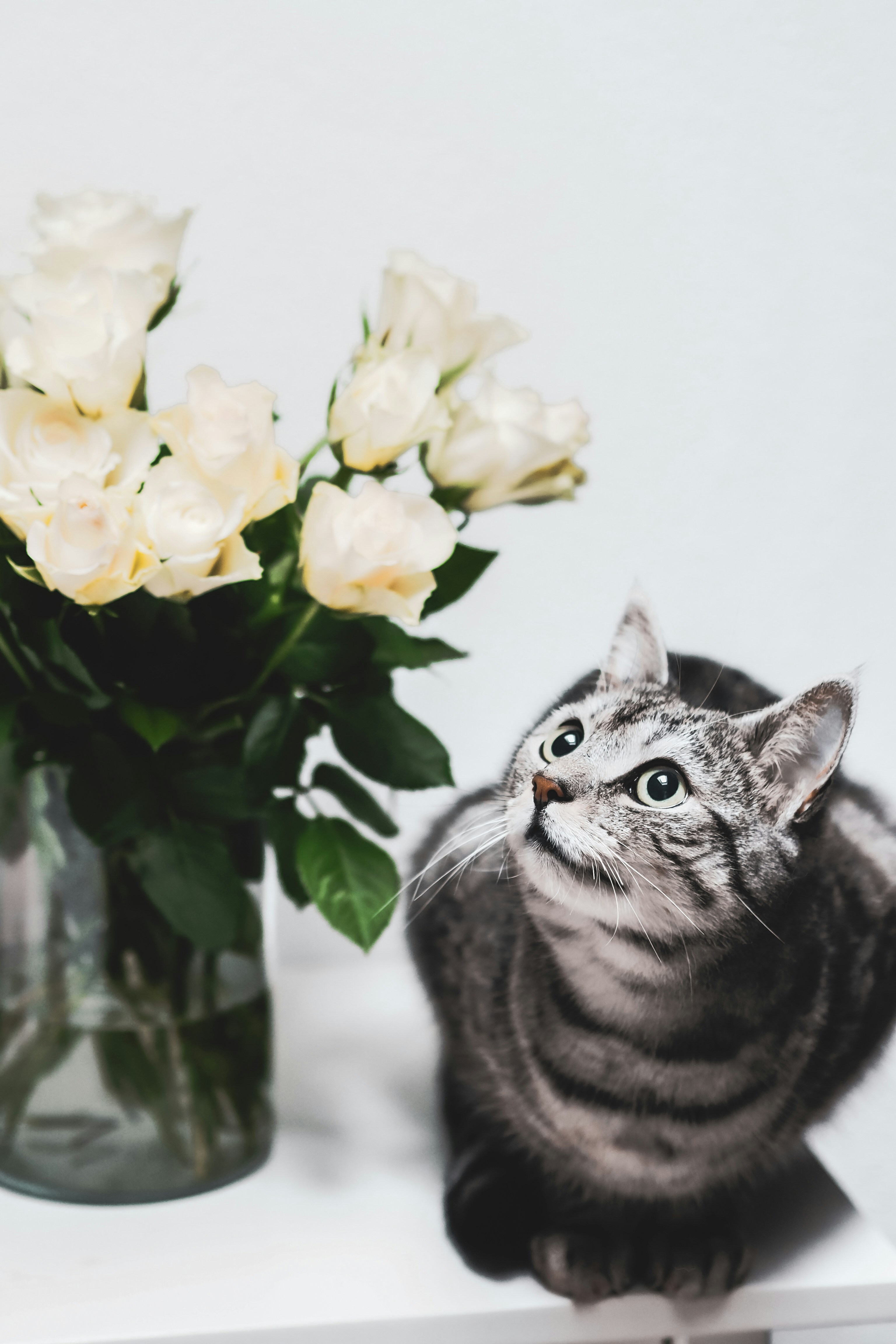 silver tabby cat beside yellow and white flowers