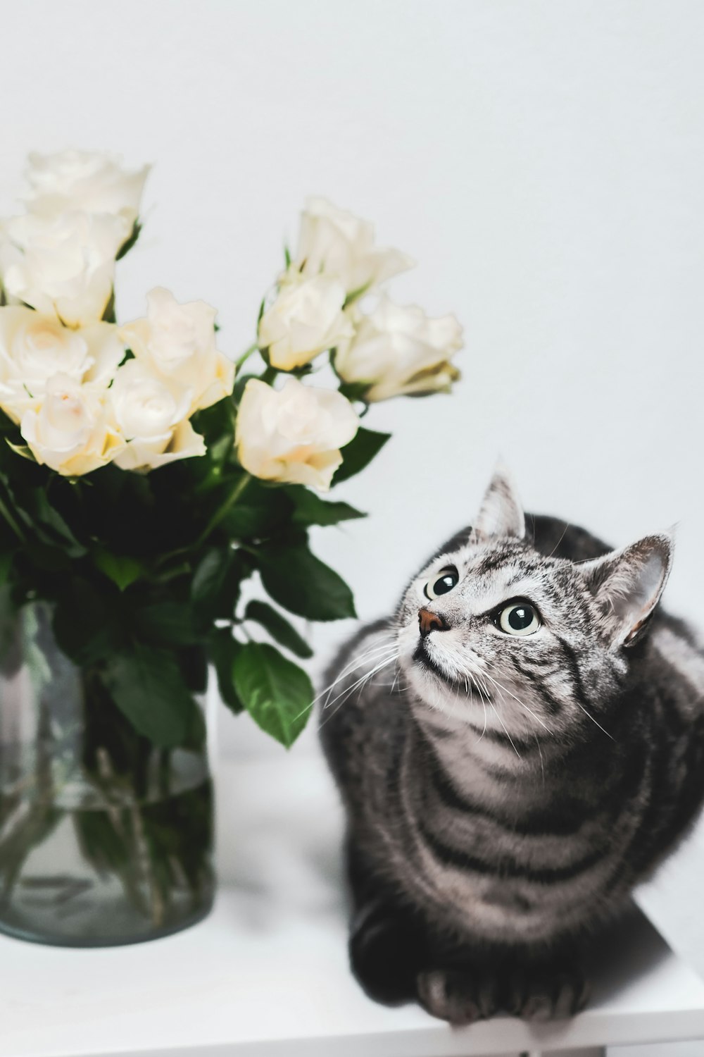 silver tabby cat beside yellow and white flowers
