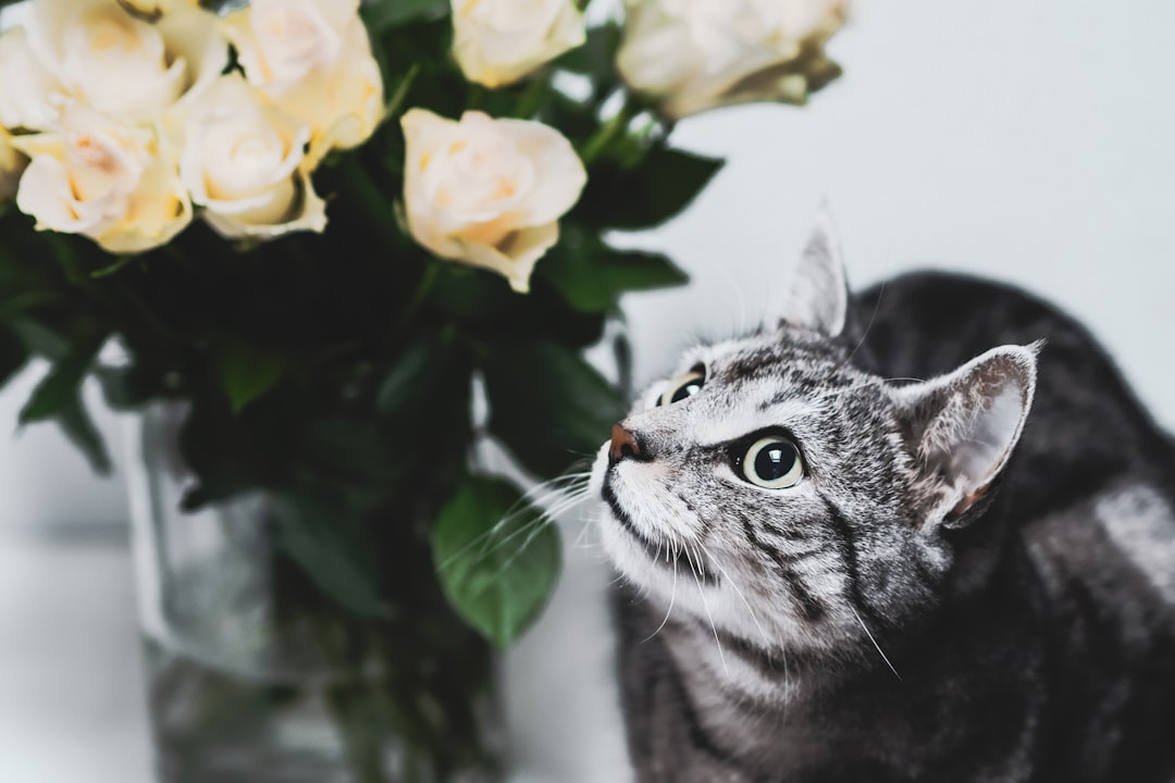 silver tabby cat beside yellow flowers