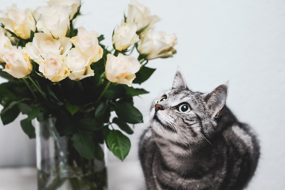 silver tabby cat beside yellow and white flowers