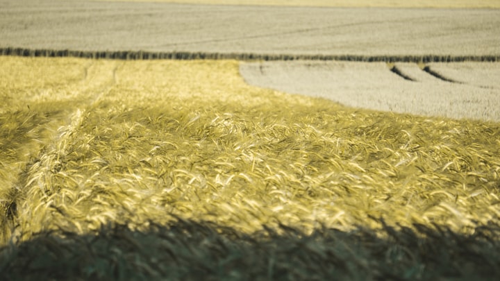 Deutschland hilft der Ukraine beim Getreideexport