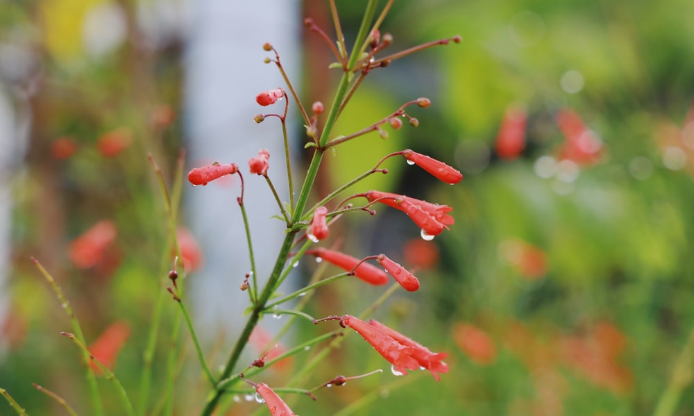 red flower buds in tilt shift lens