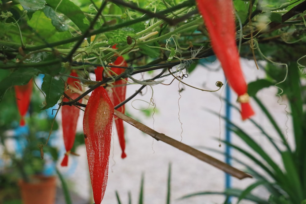 red chili on tree branch