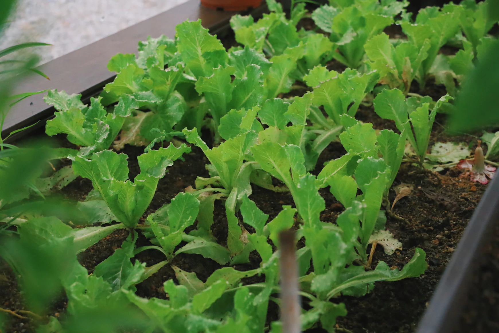 Fresh green lettuce growing in a modern balcony container in 2026