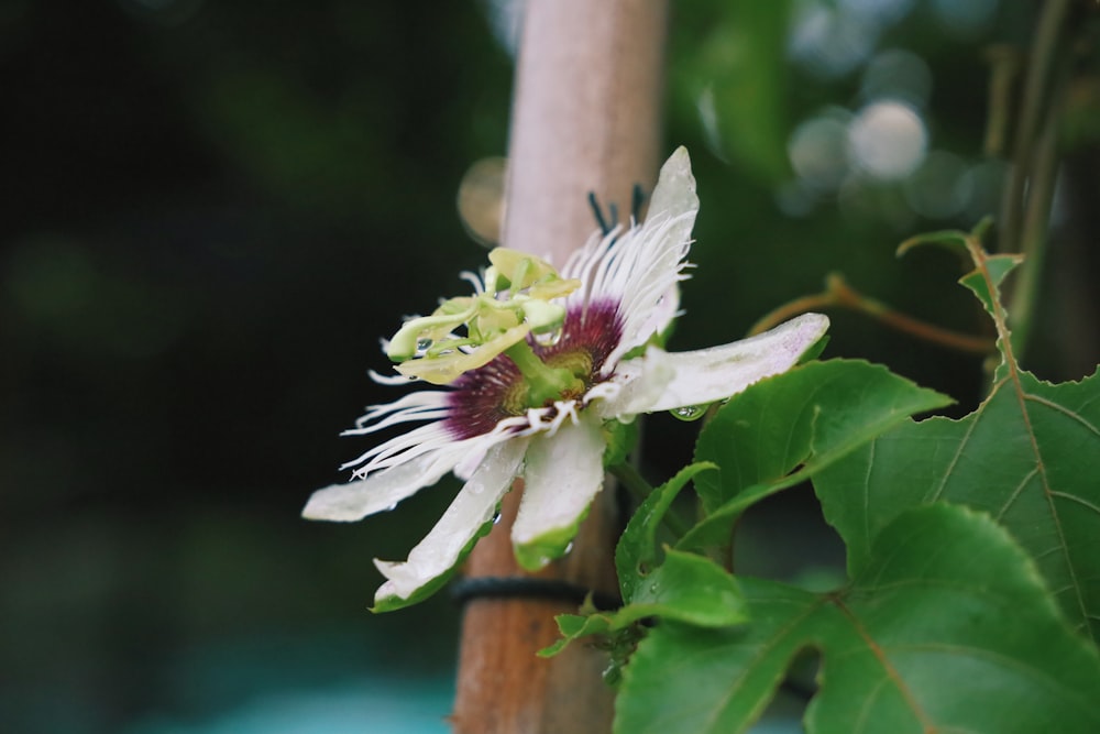 white flower in tilt shift lens