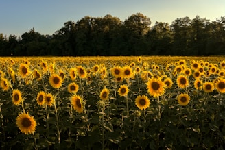 yellow sunflower field during daytime