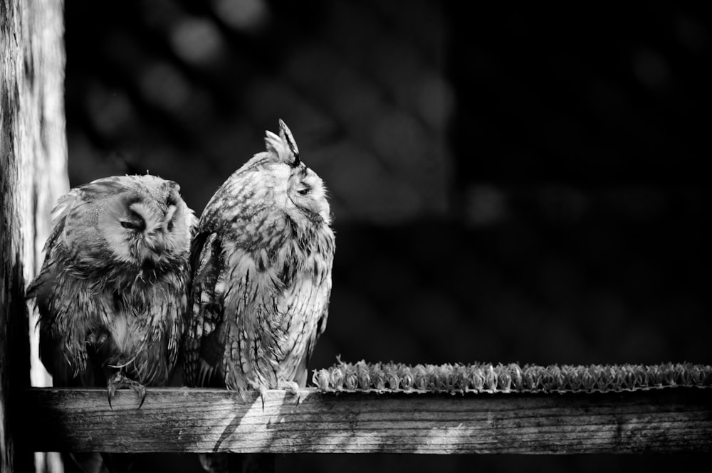 gray scale photo of owl