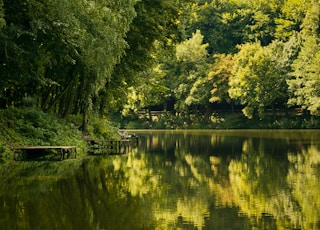 green trees beside body of water during daytime