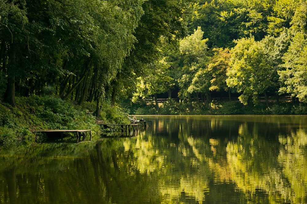 arbres verts au bord d’un plan d’eau pendant la journée