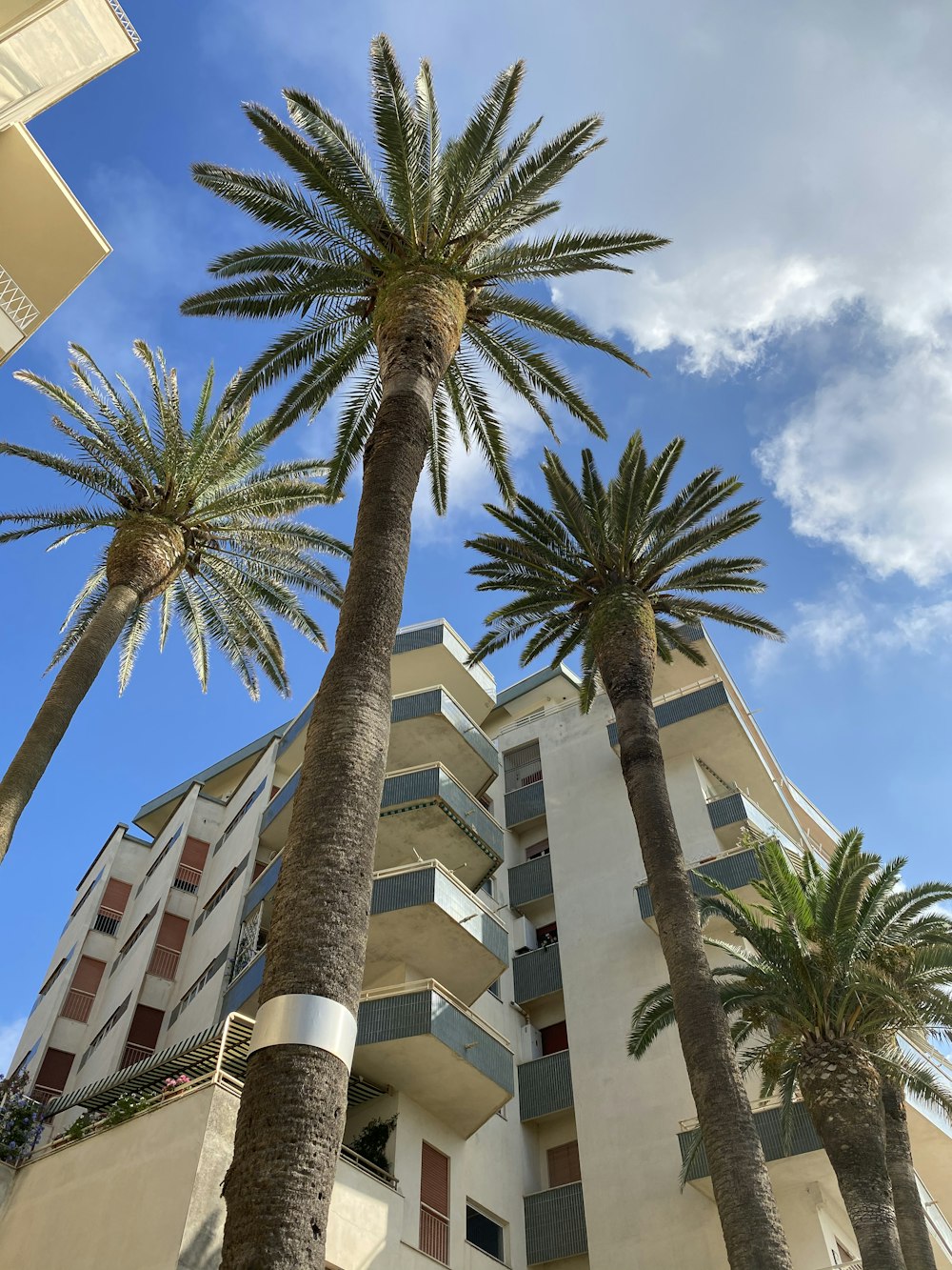 palm tree near white concrete building