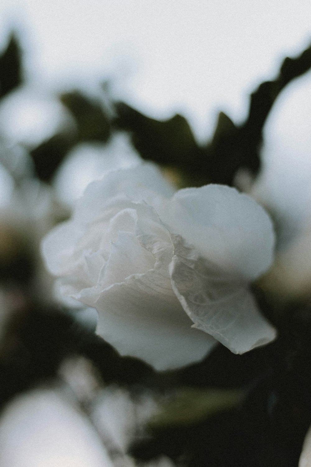 white flower in tilt shift lens