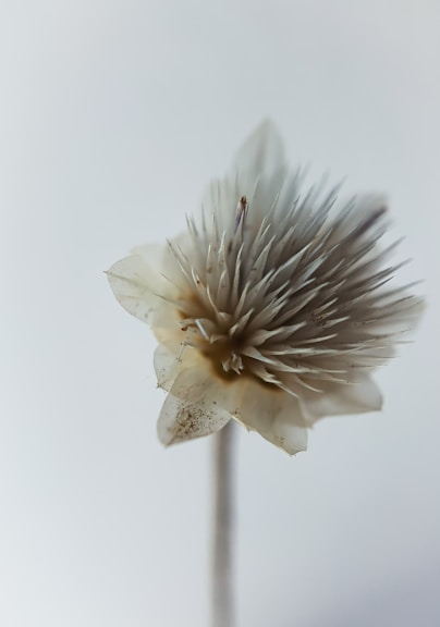 white flower in white background
