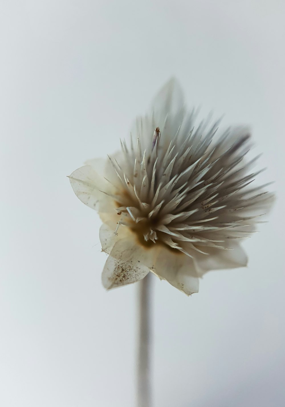 white flower in white background