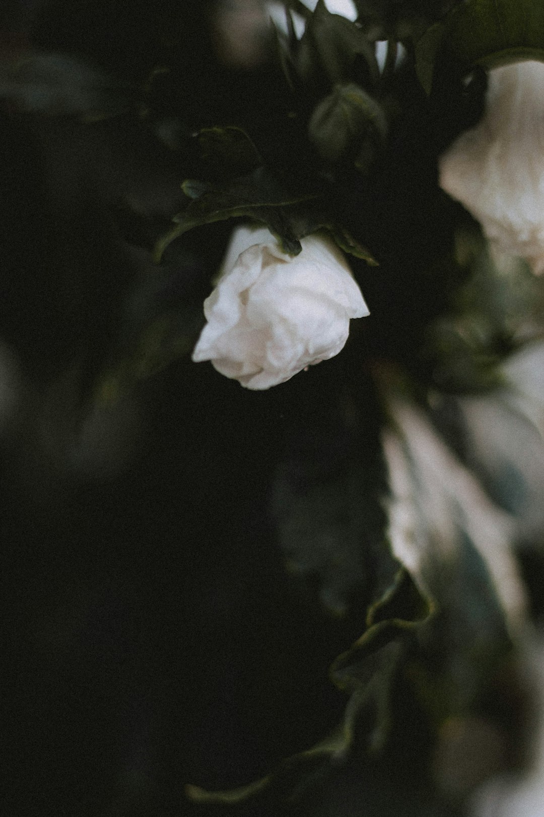 white flower in tilt shift lens