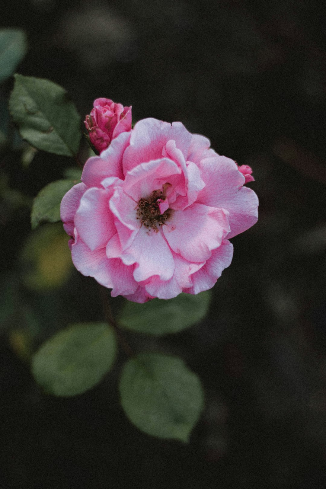 pink flower in tilt shift lens