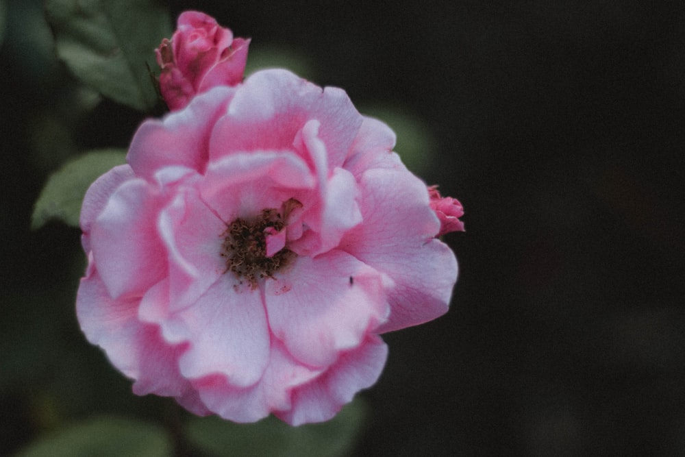 pink flower in tilt shift lens