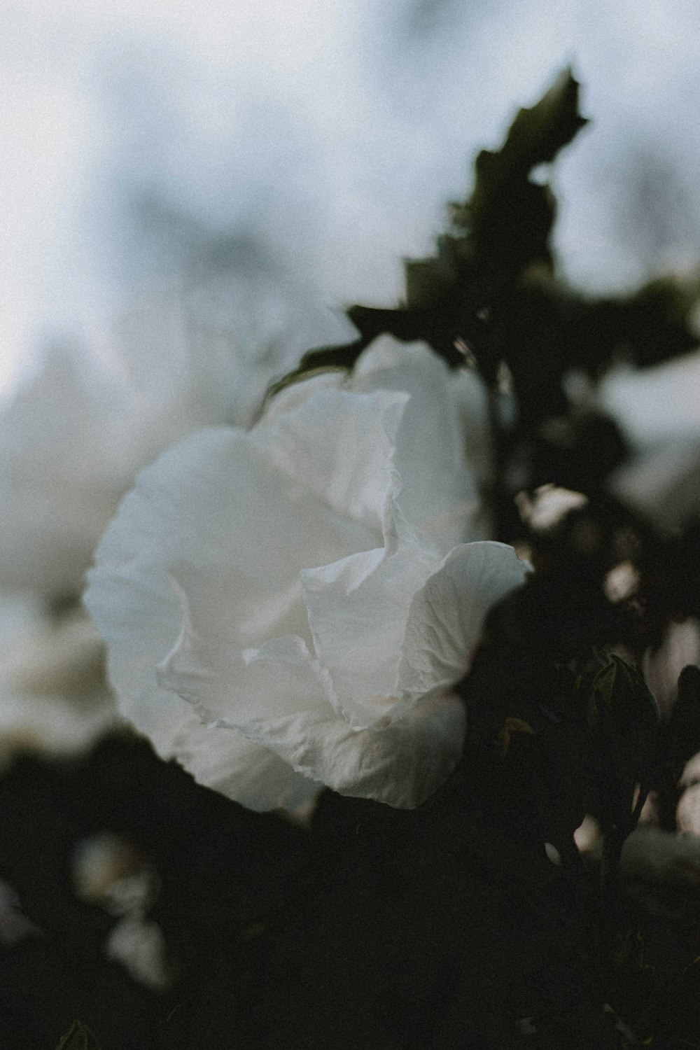 white flower in tilt shift lens