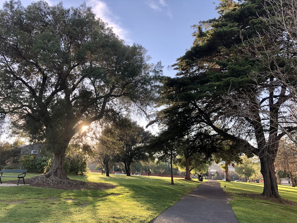 Campo de hierba verde con árboles durante el día