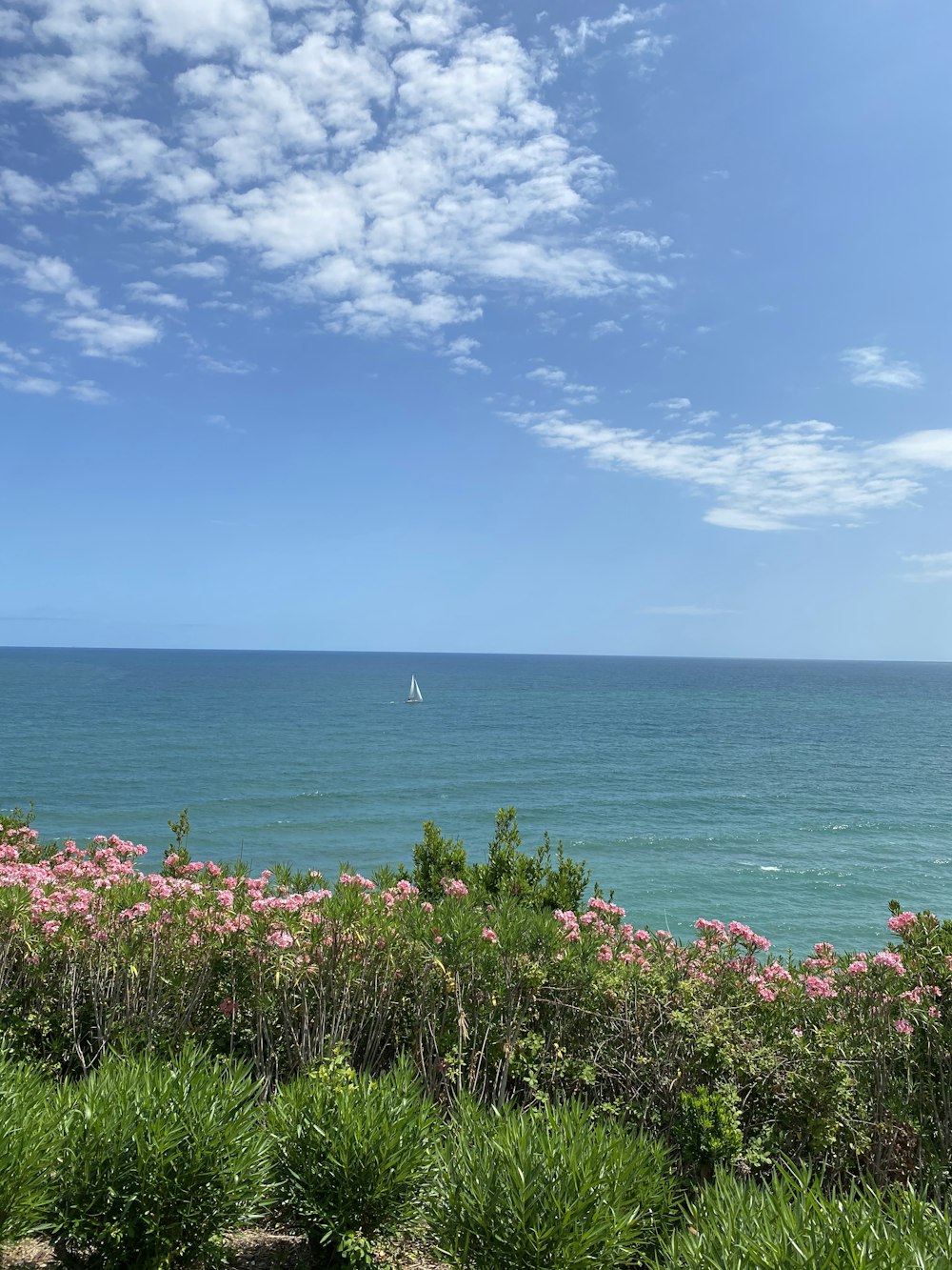 red flowers near body of water during daytime