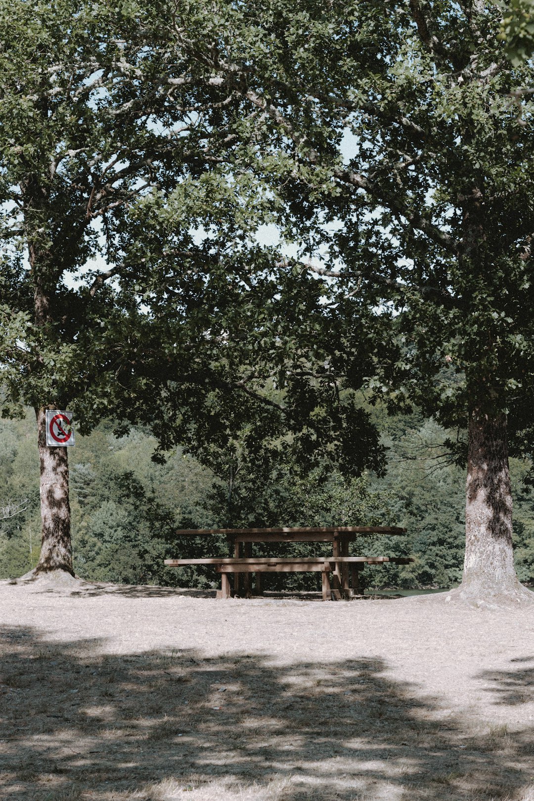 brown wooden bench under green tree during daytime
