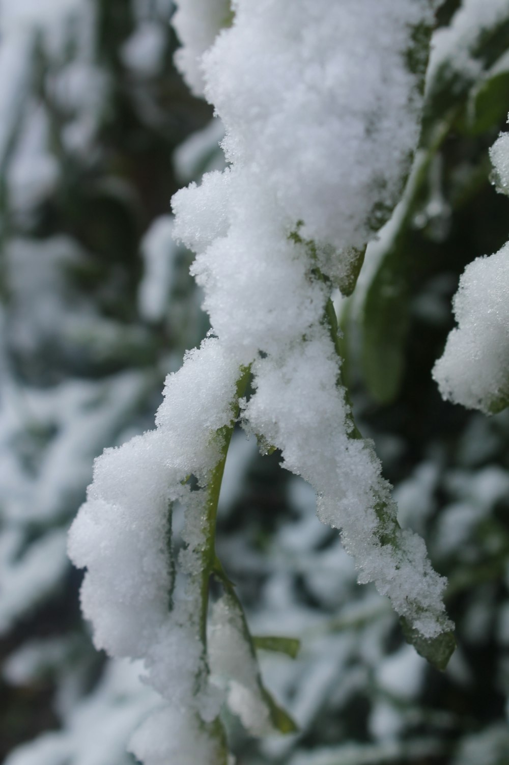 snow covered tree branch during daytime