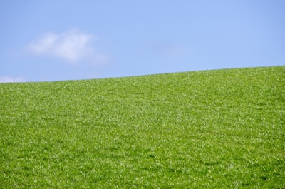 green grass field under blue sky during daytime