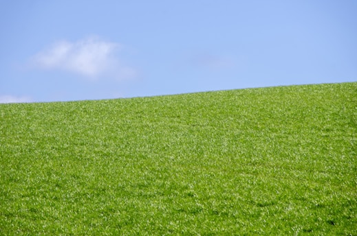 green grass field under blue sky during daytime