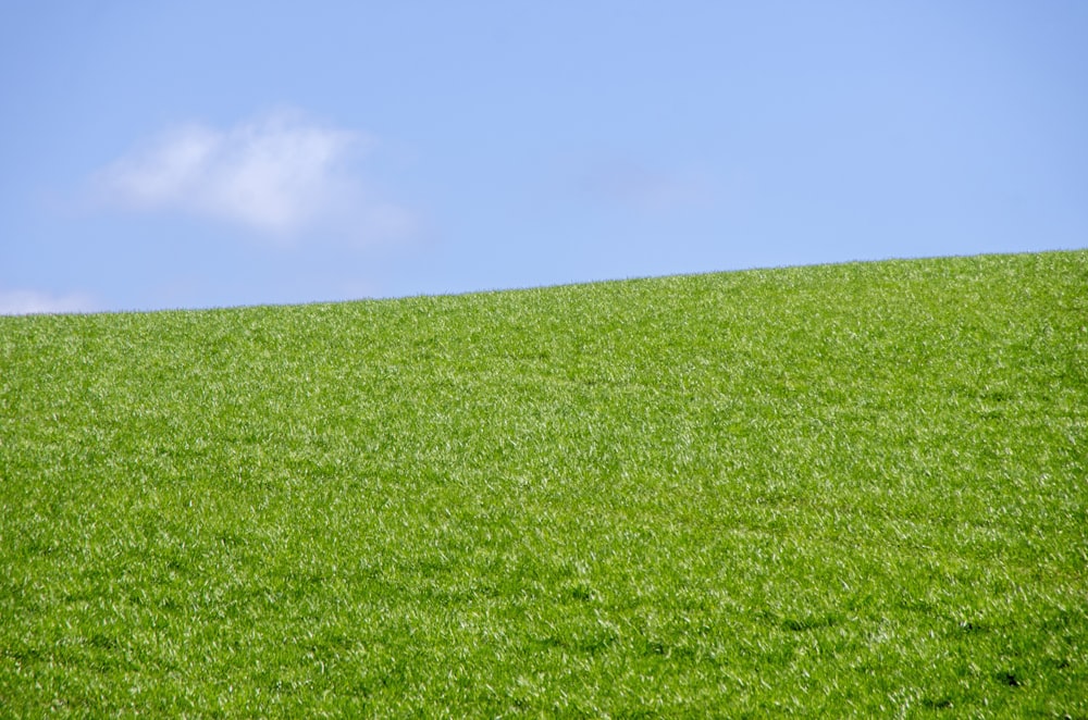 Campo de hierba verde bajo el cielo azul durante el día