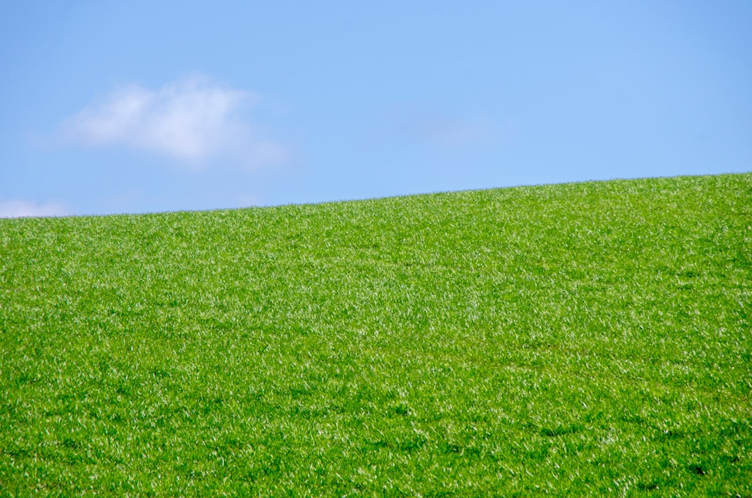 Quels sont les bienfaits de la poudre de moule verte?