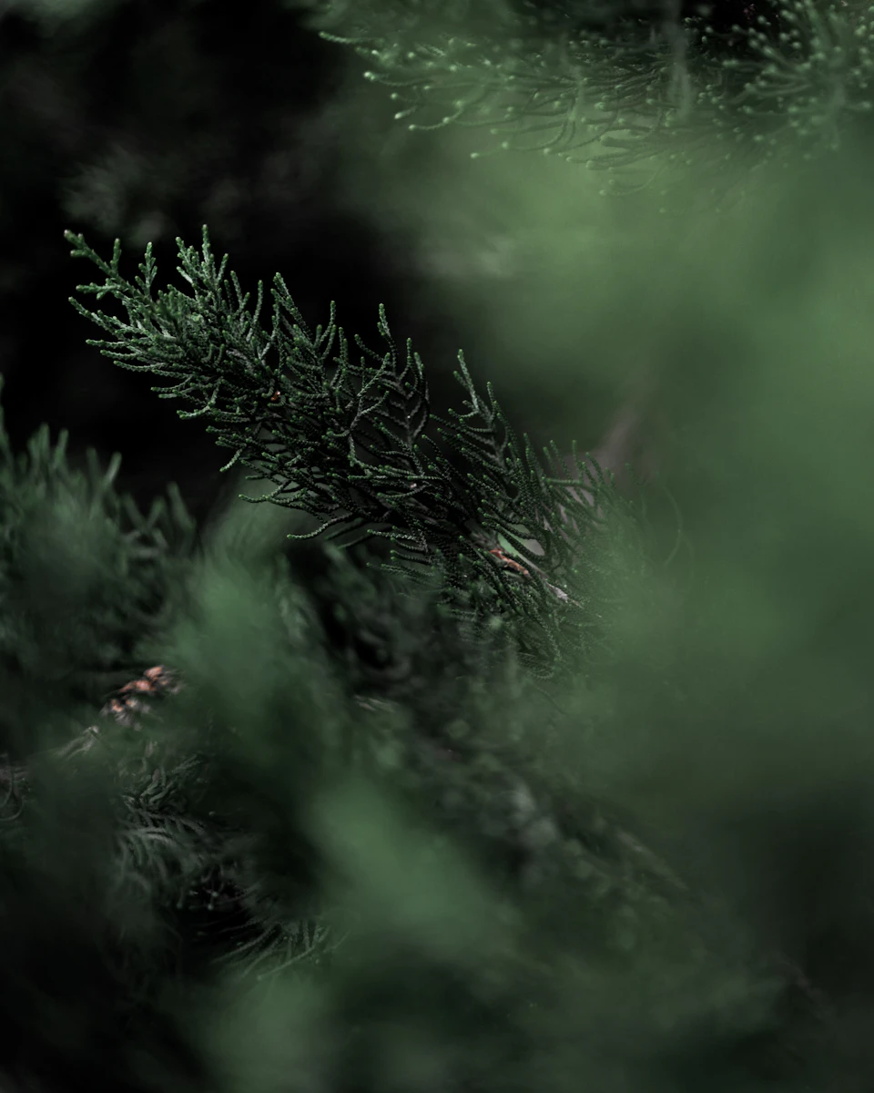 The image shows a close-up view of a single pine tree branch, with its green needles and brown bark visible against a dark background. The branch is slightly tilted to the left, adding an element of dynamism to the scene. The blurred background suggests that the focus is on the branch itself, creating a sense of depth and drawing attention to the intricate details of the pine tree's structure.