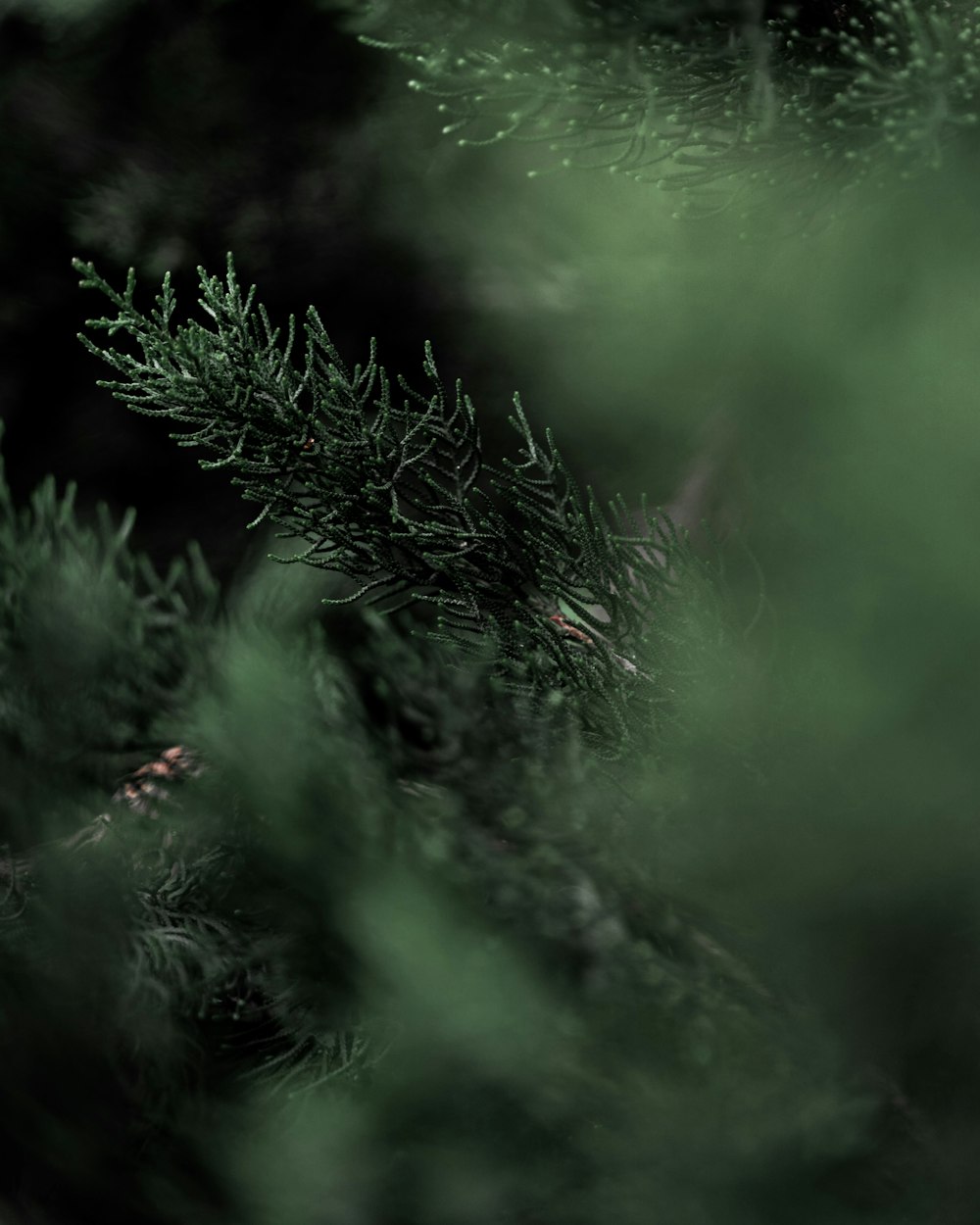 green pine tree in close up photography