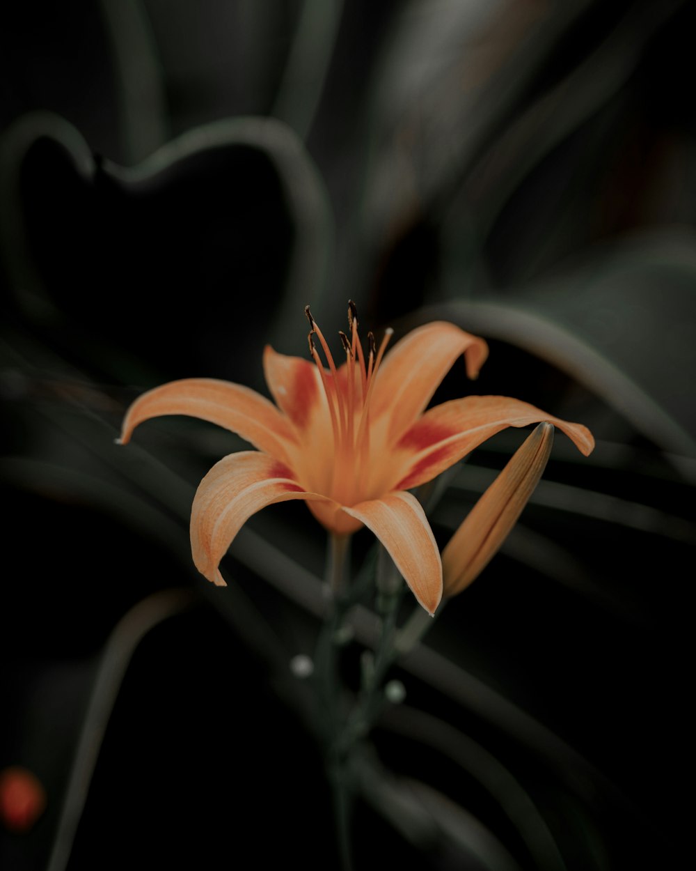 orange flower in tilt shift lens