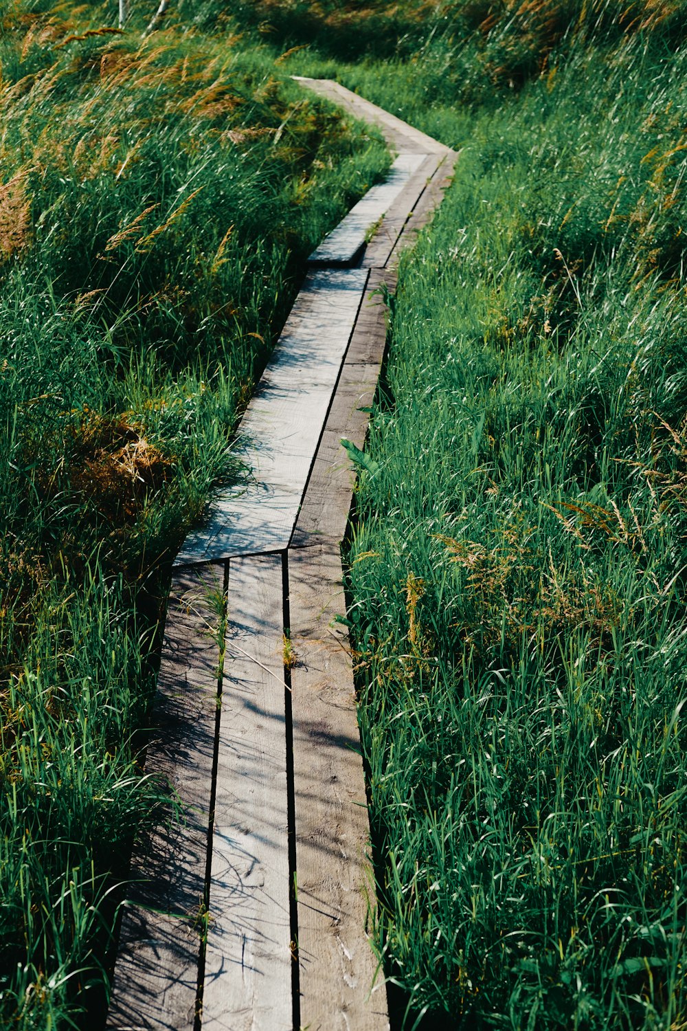 Sentier en bois brun entre un champ d’herbe verte pendant la journée