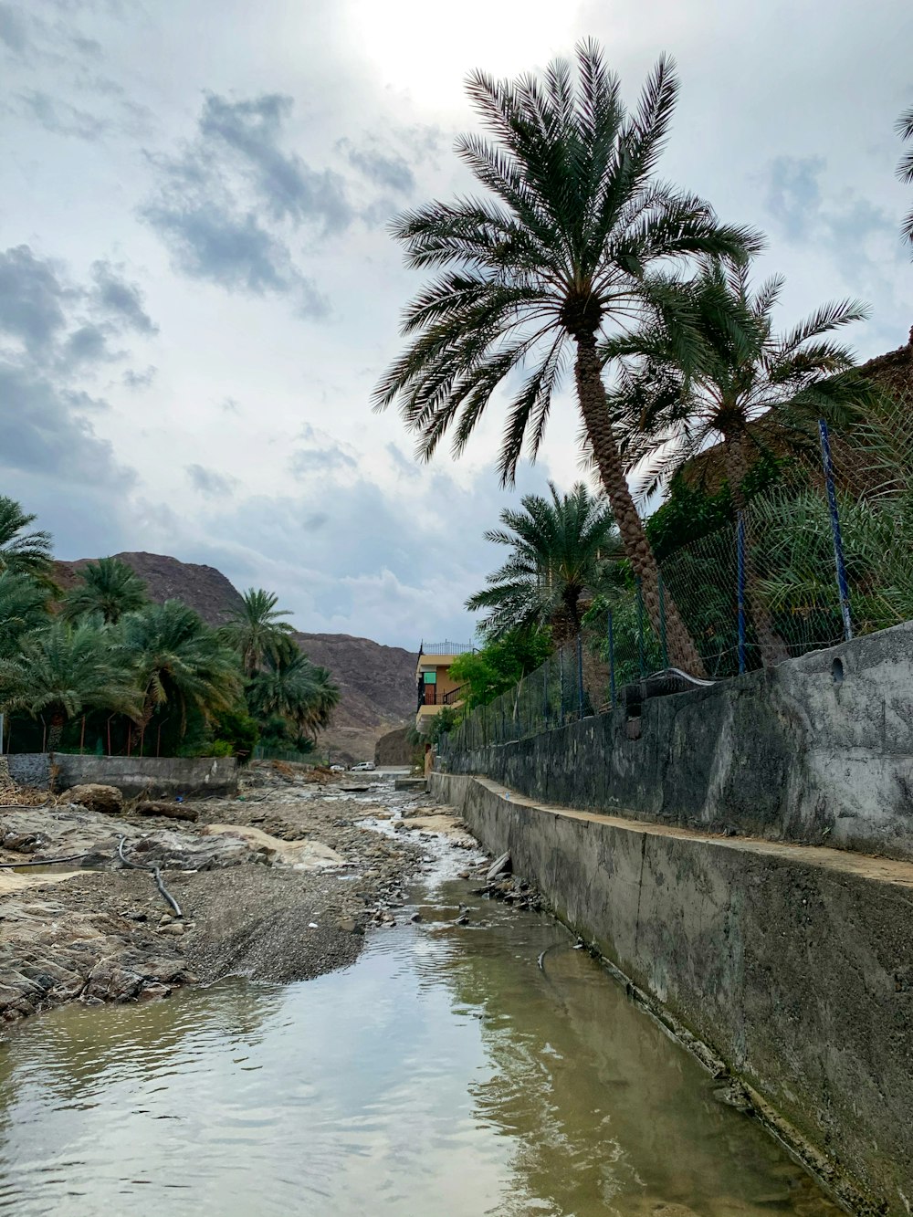 green palm tree beside body of water during daytime