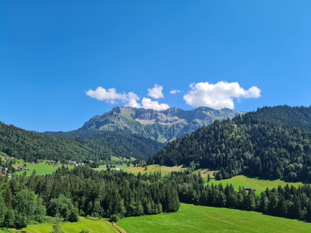 green trees on mountain under blue sky during daytime