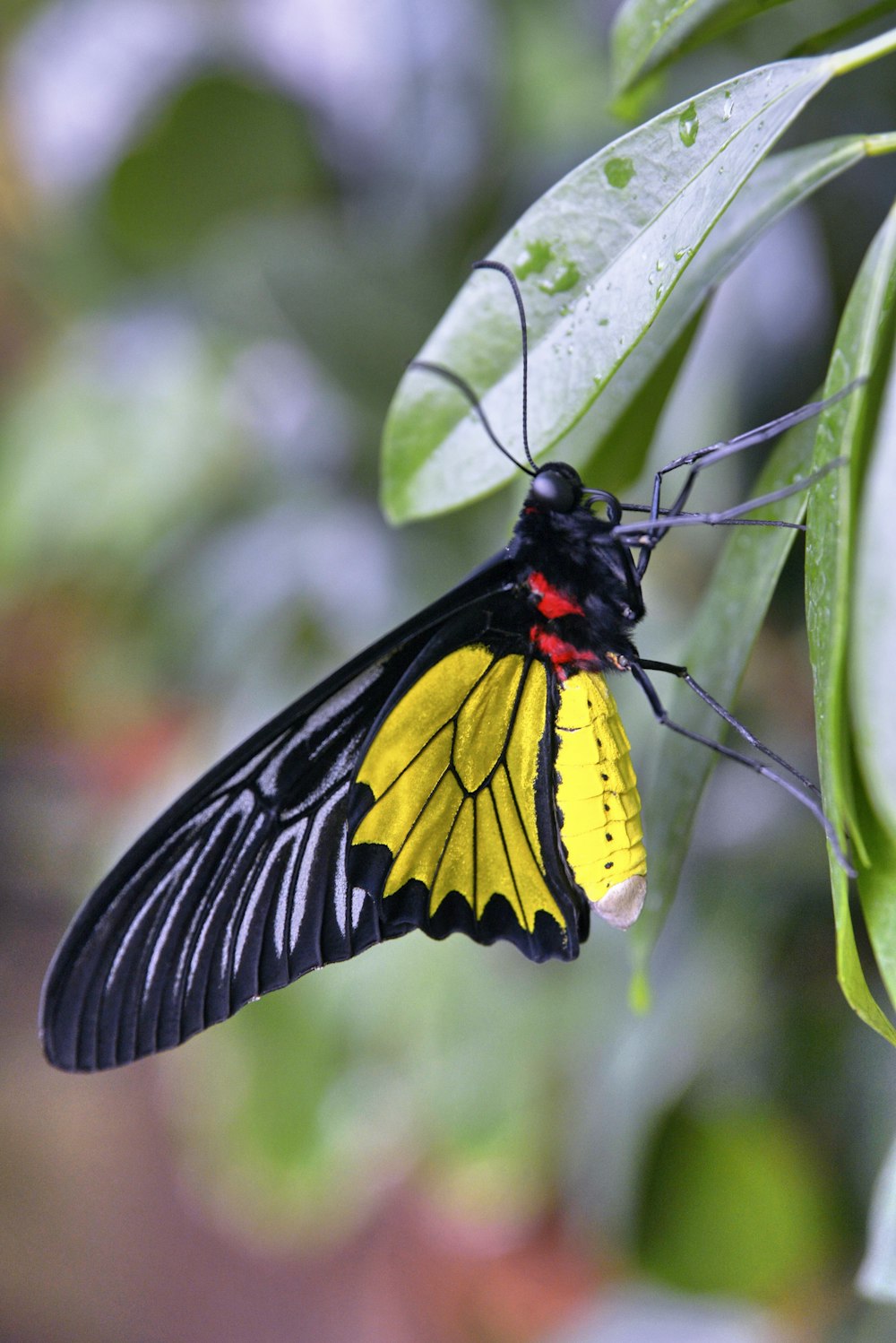 yellow and black butterfly on green leaf