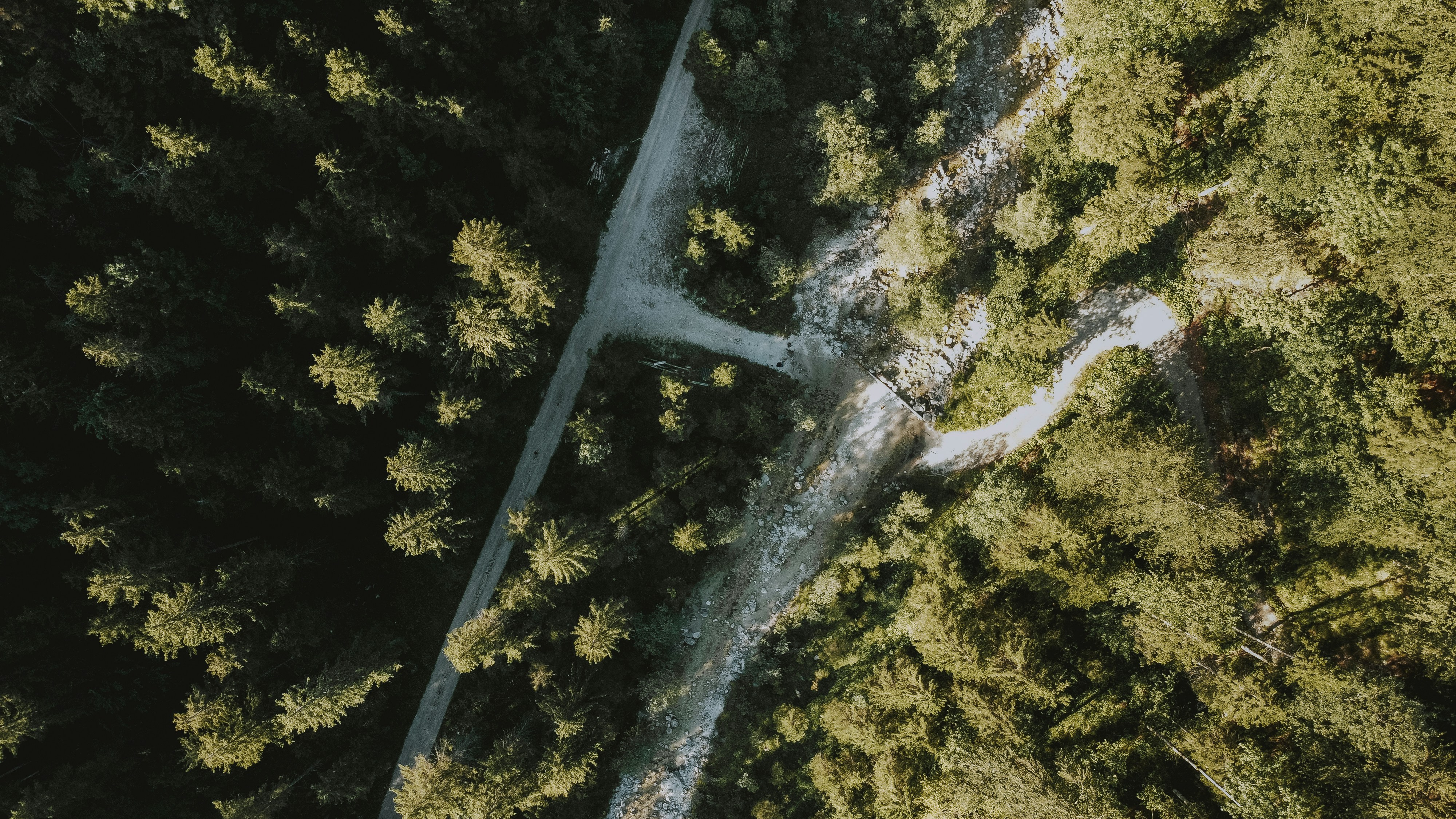 aerial view of green trees during daytime