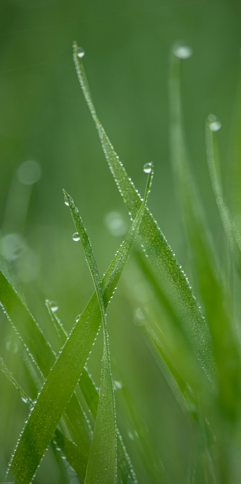 Wassertröpfchen auf grünem Gras