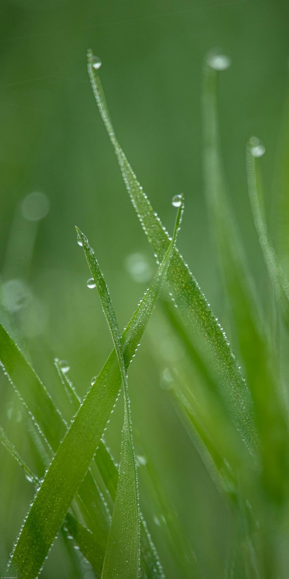 gotas de agua en la hierba verde