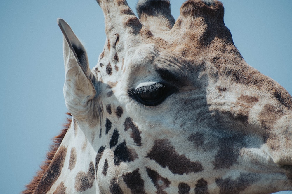 brown and white giraffe head