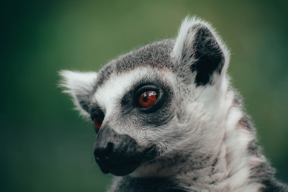 white and black animal in close up photography