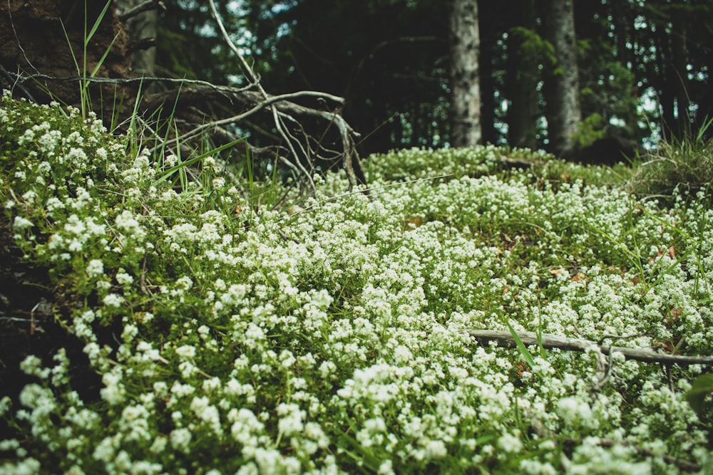 white flowers and green leaves