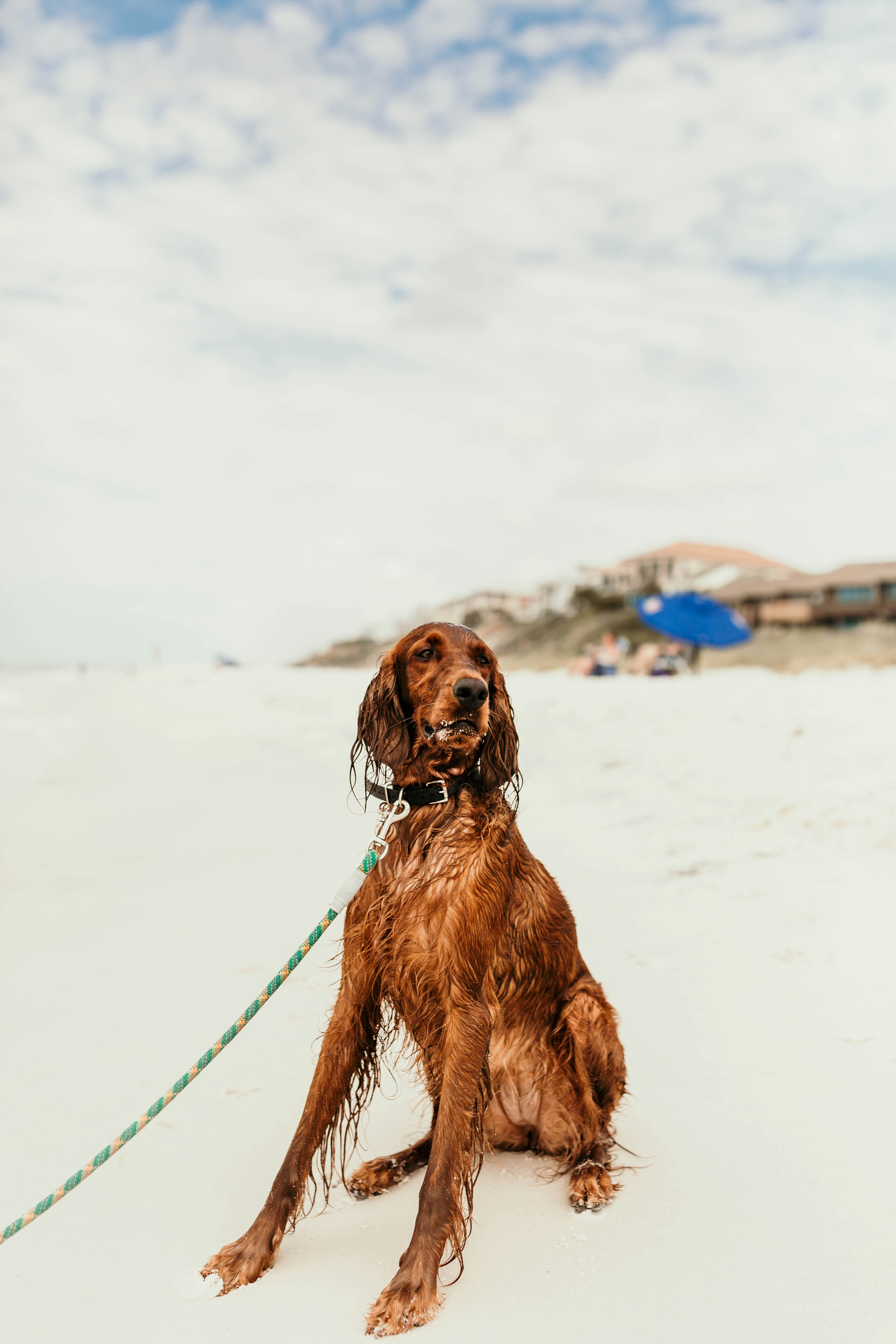 brown short coat dog on snow covered ground during daytime