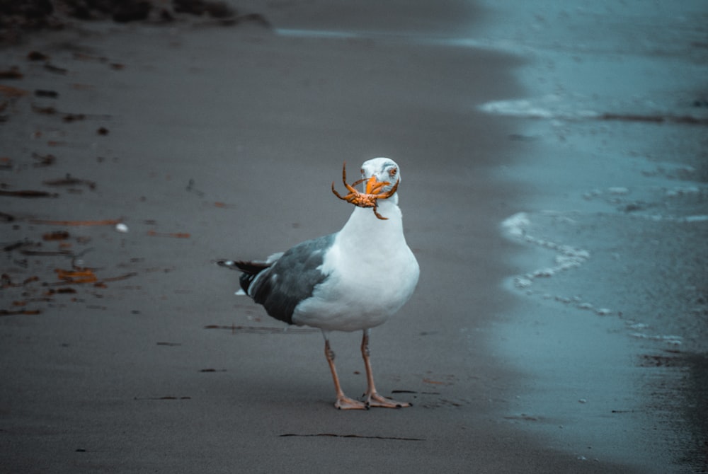 white and black bird on beach shore during daytime